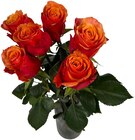 Aktuelle Blumen Angebote bei Penny in Krefeld Aktuelles Premium-Rosen Angebot bei Penny in Krefeld ab 4,99 €