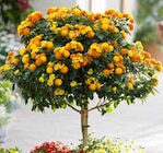 Pflanzen Kölle Teltow - Wandelröschen-Stamm Angebot im Prospekt Wandelröschen-Stamm bei Pflanzen Kölle im Teltow Prospekt für 19,99 €