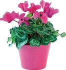 Mini Cyclamen en promo à 3,99 € chez Cora Mini Cyclamen dans le catalogue Cora
