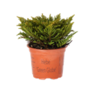 Blumen Ostmann Bad Zwischenahn - Strauchveronika (Hebe arm., Green Boys) Angebot im Prospekt Strauchveronika (Hebe arm., Green Boys) bei Blumen Ostmann im Bad Zwischenahn Prospekt für 2,49 €