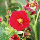 Aktuelle Blumen Angebote bei ROSENGUT Langerwisch in Potsdam Aktuelles Erdbeerpflanze Angebot bei ROSENGUT Langerwisch in Potsdam ab 2,99 €