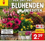 Beetpflanzen Angebote bei Netto Marken-Discount Reutlingen für 2,29 €