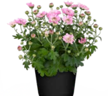 Aktuelle Blumen Angebote bei Pflanzen Kölle in Erlangen Aktuelles Chrysantheme Angebot bei Pflanzen Kölle in Erlangen ab 1,39 €