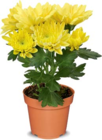 Mini Blühpflanzen im Angebot bei Netto Marken-Discount in Görlitz Mini Blühpflanzen Angebote bei Netto Marken-Discount Görlitz für 1,19 €