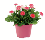 Aktuelles Gänseblümchen Angebot bei toom Baumarkt in Koblenz ab 1,59 €