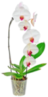 Orchidee Cascade Angebote bei Kaufland Mönchengladbach für 8,88 €