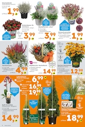 Orchidee Angebot im aktuellen Globus-Baumarkt Prospekt auf Seite 6