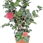 Camellia Japonica bei Thomas Philipps im  Prospekt für 12,99 €