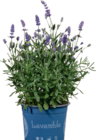 Aktuelle Blumen Angebote bei tegut in Jena Aktuelles Lavendel Angebot bei tegut in Jena ab 3,99 €