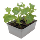 toom Baumarkt Schkopau Prospekt mit  im Angebot für 1,99 €