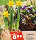Narzisse bei Bauzentrum Lieder im Halver Prospekt für 0,99 €
