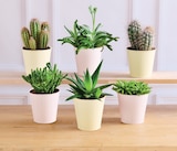 Cactus ou succulentes - U Express à Courbevoie Cactus ou succulentes en promo chez U Express Courbevoie à 5,99 €