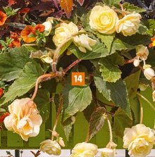 Begonie (Begonia) bei OBI in Neunkirchen Begonie (Begonia) im Angebot bei OBI Neunkirchen für 3,99 €