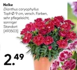 Nelke im aktuellen Hellweg Prospekt