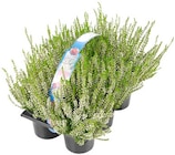 Besenheide im Tray Angebote bei REWE Salzgitter für 5,49 €