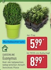 Euonymus Angebote von Gardenline bei ALDI Nord Bottrop für 5,99 €