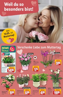 Zimmerpflanzen im REWE Prospekt "Dein Markt" mit 38 Seiten (Bonn)