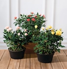 Rosier en promo chez Super U Roanne à 9,99 €