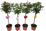 Rosenstämmchen für 11,99 € bei Marktkauf im Angebot Rosenstämmchen im aktuellen Marktkauf Prospekt