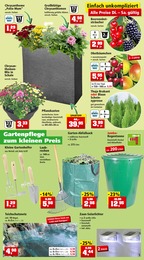 REWE Blumen Angebot ᐅ Finde den Preis im aktuellen Prospekt