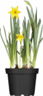 Narzisse 'Tête à Tête' von Grow by OBI im aktuellen OBI Prospekt für 3,49 €