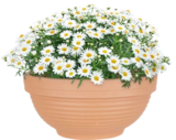 Terrakotta-Pflanzschale im Thomas Philipps Prospekt Terrakotta-Pflanzschale von im aktuellen Thomas Philipps Prospekt für 4,44 €
