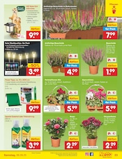 Laterne im Netto Marken-Discount Prospekt in Eisenach Aktueller Netto Marken-Discount Prospekt mit Laterne, "Aktuelle Angebote", Seite 33
