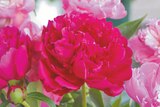 Pied mère de pivoine à Gamm Vert dans Saint-Jean-de-Thurigneux Pied mère de pivoine à Gamm Vert dans Saint-Jean-de-Thurigneux