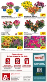 Blumen im toom Baumarkt Prospekt in Stade Aktueller toom Baumarkt Prospekt mit Blumen, "Respekt, wer's selber macht.", Seite 4