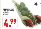 Aktuelles Amaryllis Angebot bei Marktkauf in Münster ab 4,99 €