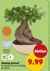 Ginseng-Bonsai bei Penny im Prospekt "" für 9,99 €