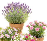 Lavendel 'Bella Toscana' bei Thomas Philipps im Bramsche Prospekt für 2,99 €