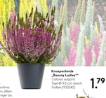 Knospenheide 'Beauty Ladies' im aktuellen Hellweg Prospekt