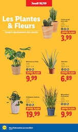 Offre Cactus dans le catalogue Lidl du moment à la page 30