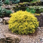 Chamaecyparis pisifera 'Sungold' - Ma Jardinerie à Nancy Chamaecyparis pisifera 'Sungold' en promo chez Ma Jardinerie Nancy à 9,99 €