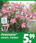 Anemone bei Wreesmann im Barby Prospekt für 5,99 €
