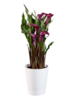 Calla en pot céramique - Lidl à Lyon Calla en pot céramique en promo chez Lidl Lyon à 6,95 €