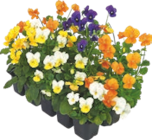 Barquette de 10 violas - Gardenline en promo chez Aldi Grenoble à 2,29 €