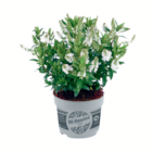 Veronika „All Blooms“ für 3,49 € bei toom Baumarkt im Angebot Veronika „All Blooms“ im aktuellen toom Baumarkt Prospekt
