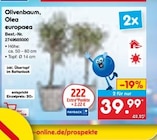 Netto Marken-Discount Altenbeken - Olivenbaum, Olea europaea Angebot im Prospekt Olivenbaum, Olea europaea bei Netto Marken-Discount im Altenbeken Prospekt für 39,99 €