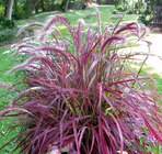 Gras im Hagebaumarkt Prospekt Afrikanisches Lampenputzgras 'Pennisetum setaceum Rubrum' im aktuellen Hagebaumarkt Prospekt für 9,99 €
