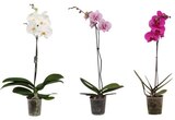 Promo Orchidée à 6,99 € dans le catalogue Carrefour à Châtenay-Malabry