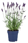 Lavendel angustifolia im Angebot bei Lidl in Troisdorf Lavendel angustifolia Angebote bei Lidl Troisdorf für 1,69 €