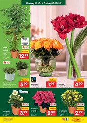 Valentinstag im Netto Marken-Discount Prospekt in Bautzen Aktueller Netto Marken-Discount Prospekt mit Valentinstag, "Aktuelle Angebote", Seite 15