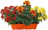 Chrysanthemen-Kasten Angebote bei Penny Erftstadt für 3,99 €