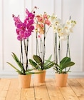 Orchidée 3 tiges en promo chez U Express Aix-en-Provence à 9,99 €