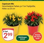 Capsicum Mix Angebote bei GLOBUS Erlangen für 2,99 €