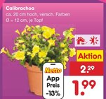 Calibrachoa im Angebot bei Netto Marken-Discount in Straubing Calibrachoa Angebote bei Netto Marken-Discount Straubing für 1,99 €