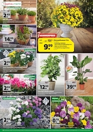 Hagebaumarkt Alpenveilchen im Prospekt Hagebaumarkt Alpenveilchen im Prospekt