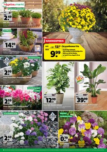 Alpenveilchen im Hagebaumarkt Prospekt "KÖRBEWEISE HERBST-PREISE." mit 8 Seiten (München)